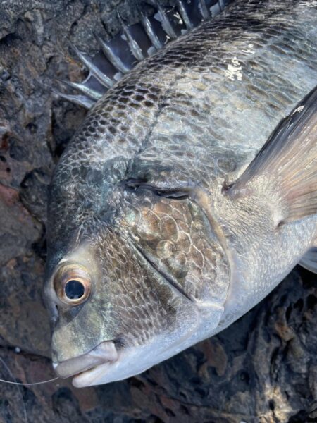 カゴ釣りで寒チヌ