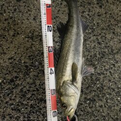 爆風シーバスゲーム