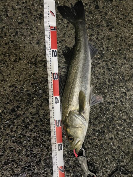 爆風シーバスゲーム