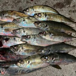 凪の日アジング