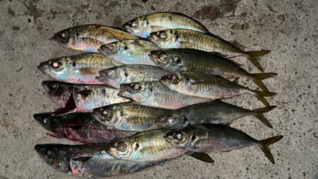 凪の日アジング