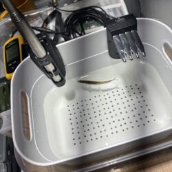 氷上サクラ咲く 2nd