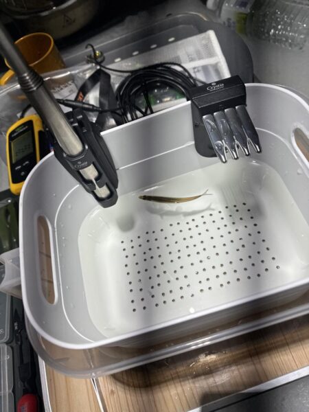 氷上サクラ咲く 2nd