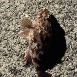 中アジを狙っての釣行しました！！