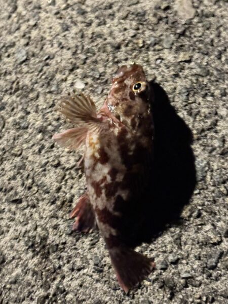 中アジを狙っての釣行しました！！