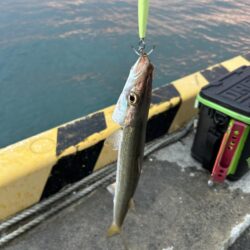 今日もカマスは爆釣でした