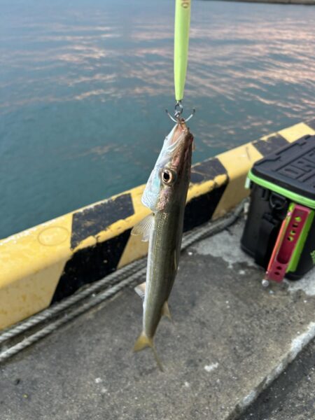 今日もカマスは爆釣でした