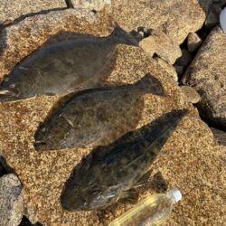 高級魚が入れ食いで楽し過ぎました