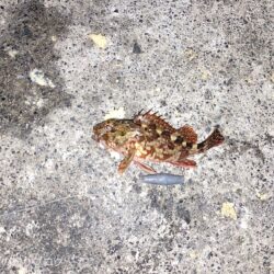 寒波の中メジナ!