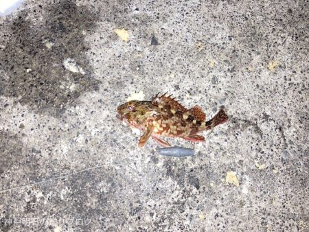 寒波の中メジナ!