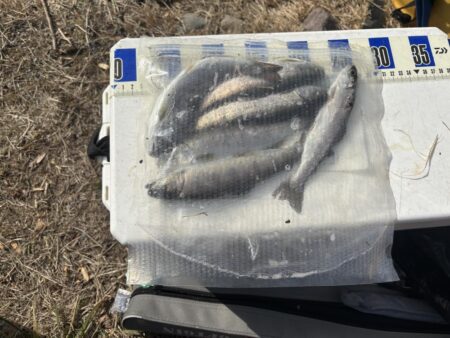 アマゴ管釣り第2戦〜初釣り・小柿渓谷放流釣り場