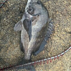 イチノ兄弟、釣果！