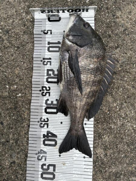 イチノ兄弟、釣果!