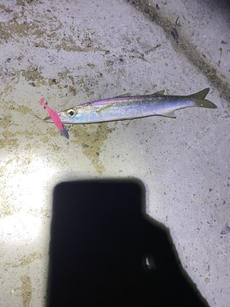 今年初フィッシング