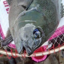 和歌山県日置(三倉渡船)でグレ釣り