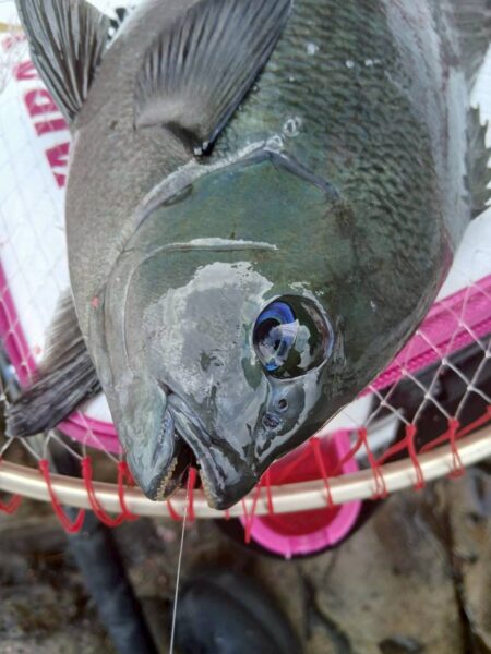 和歌山県日置(三倉渡船)でグレ釣り
