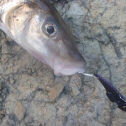 1月の淡水魚釣行