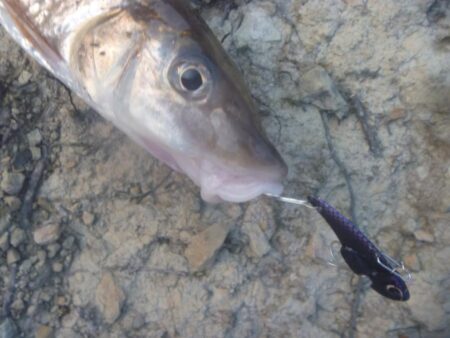 1月の淡水魚釣行