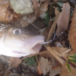 一庫ダム釣行　1月7日