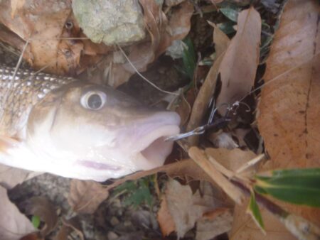 一庫ダム釣行　1月7日