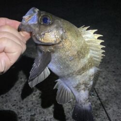 メバルはタイミング