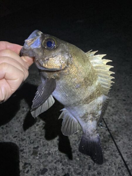 メバルはタイミング