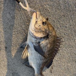 今年初めてのおチヌ様