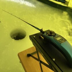 今年も開花しました！サクラとワカサギ 釣り