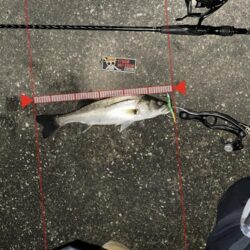 【2026年】新年早々これ…1時間で6連発したシーバスvol.1