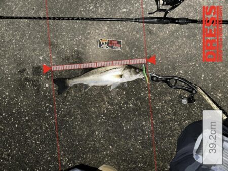 【2026年】新年早々これ…1時間で6連発したシーバスvol.1