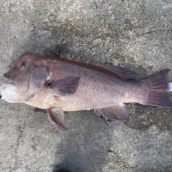 念願のコブダイ