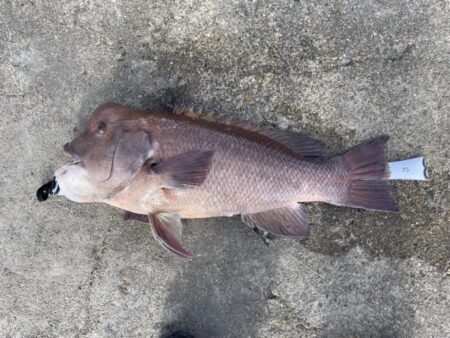 念願のコブダイ