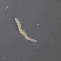 厳寒バチ抜けきた？