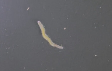 厳寒バチ抜けきた？