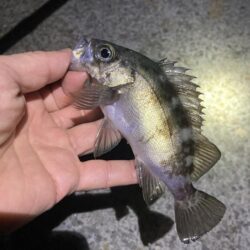 初釣りはメバリング