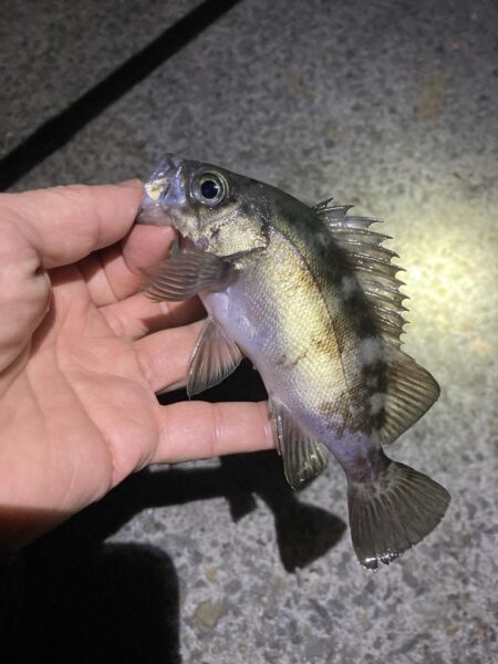 初釣りはメバリング
