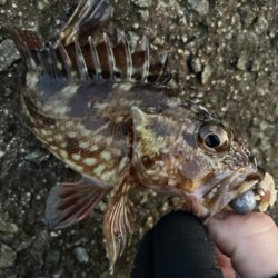 2026.No.2  ライトゲーム