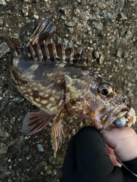 2026.No.2  ライトゲーム