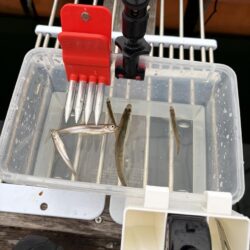 今年の釣りは生野銀山湖ワカサギ釣りからスタート！