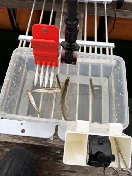 今年の釣りは生野銀山湖ワカサギ釣りからスタート！