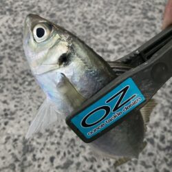 朝マズメのフロートアジング