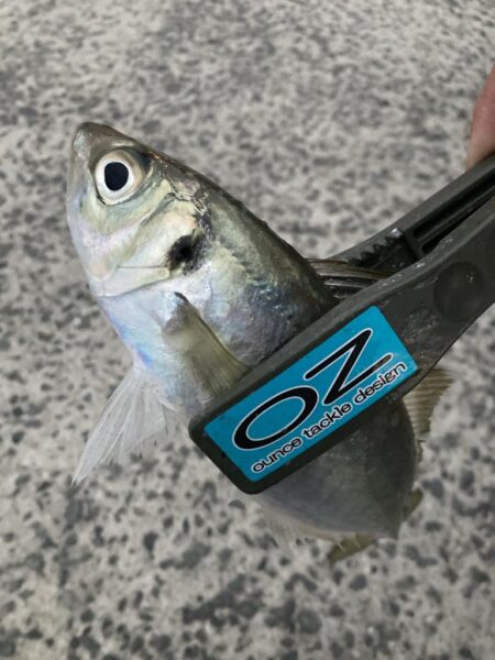 朝マズメのフロートアジング