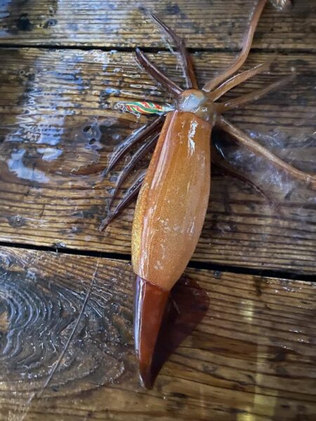 イカメタル調子良かったはずが…