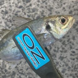 夕マズメのジグ単アジング