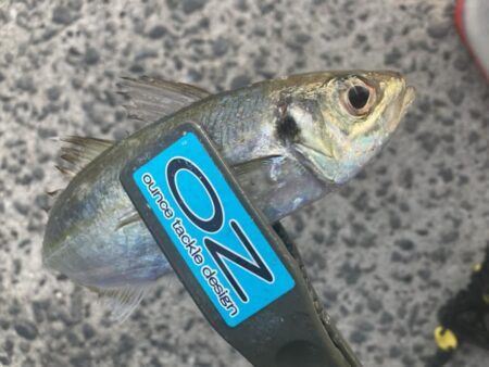 夕マズメのジグ単アジング