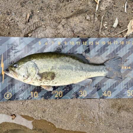 令和8年初バス🐟