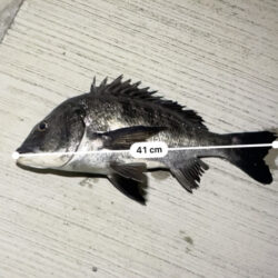 今のうちにチニング