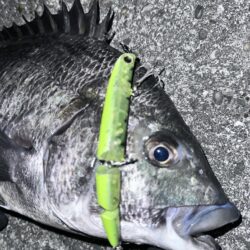 ボラの群れにルアーを通したら化けた！