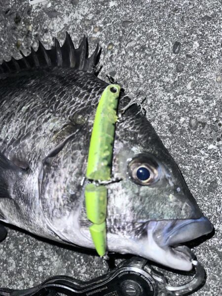 ボラの群れにルアーを通したら化けた！