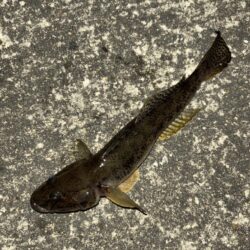 ヘチってきました